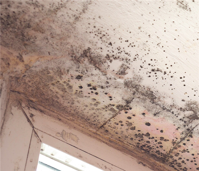 mold on ceiling